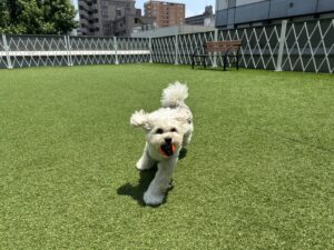 並木坂｜次の休日は、愛犬とお出かけしよう！飼い主もわんこも楽しめるドッグラン&カフェ