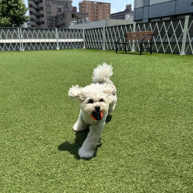 並木坂｜次の休日は、愛犬とお出かけしよう！飼い主もわんこも楽しめるドッグラン&カフェ