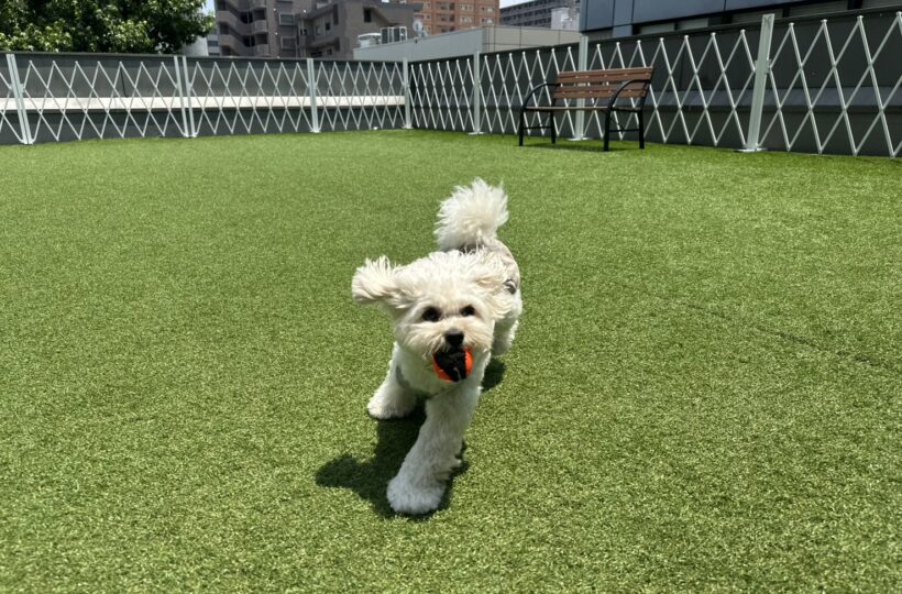 並木坂|次の休日は、愛犬とお出かけしよう!飼い主もわんこも楽しめるドッグラン&カフェ