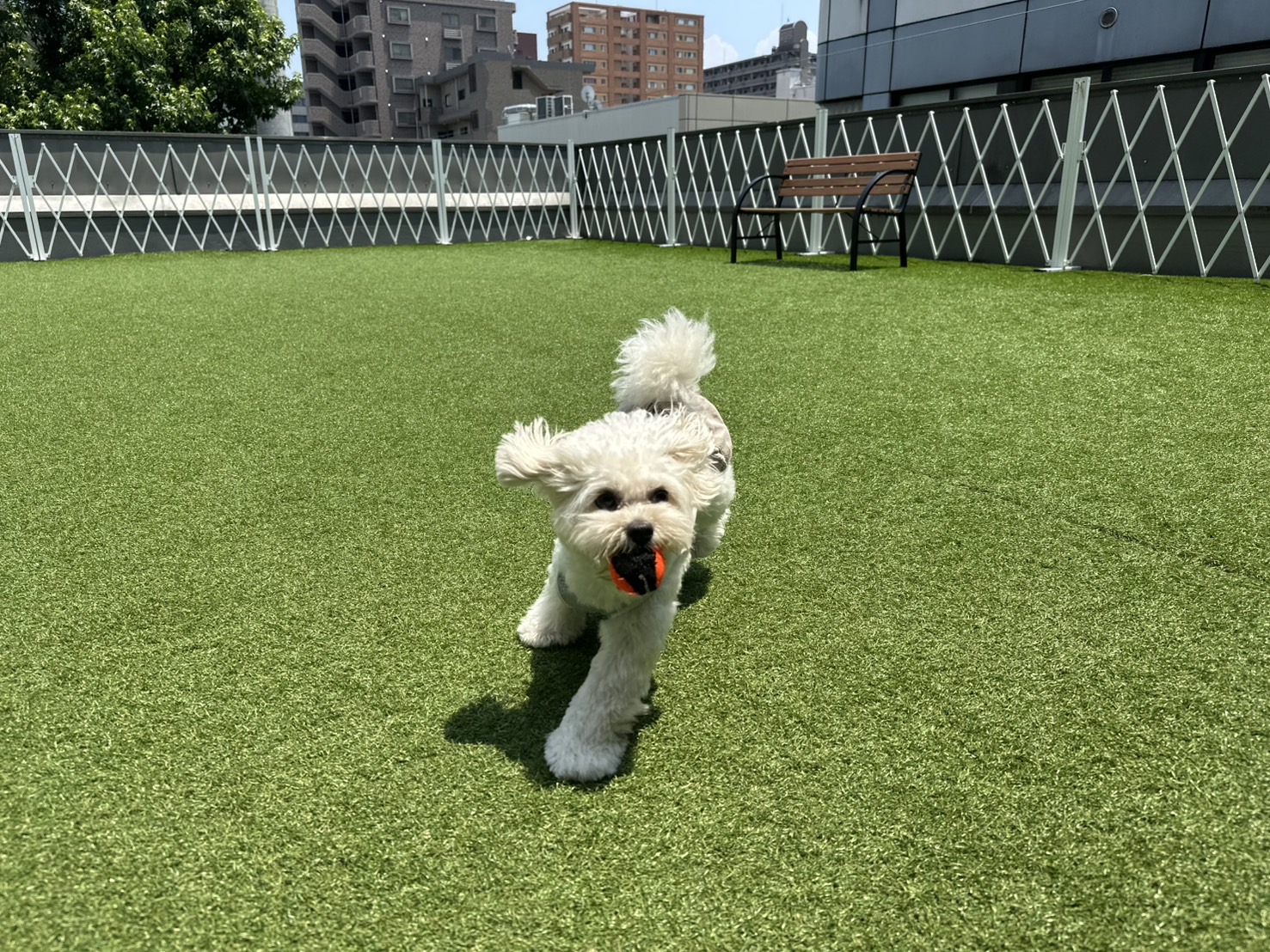 並木坂｜次の休日は、愛犬とお出かけしよう！飼い主もわんこも楽しめるドッグラン&カフェ