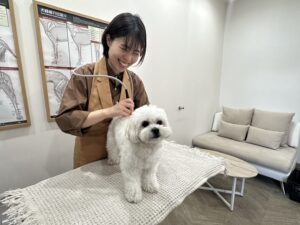 出水｜愛犬をもっと笑顔に！ありそうでなかった、獣医さんがいるドックカフェ