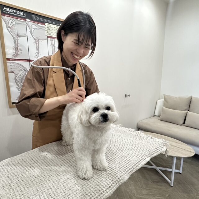 出水｜愛犬をもっと笑顔に！ありそうでなかった、獣医さんがいるドックカフェ
